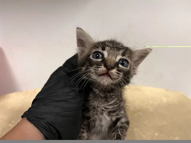 Unknown - Domestic Short Hair