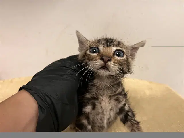 Unknown - Domestic Short Hair