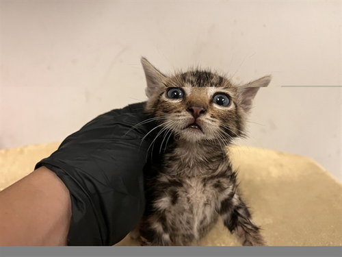 A165454, a cat for adoption from Corona Animal Services