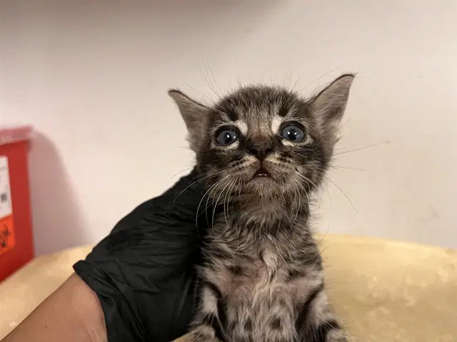 Unknown - Domestic Short Hair