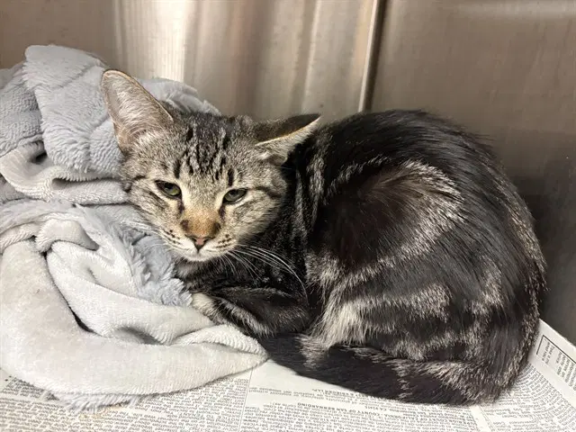Bella - Domestic Short Hair