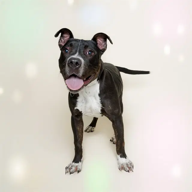 Biscuit - Staffordshire Bull Terrier