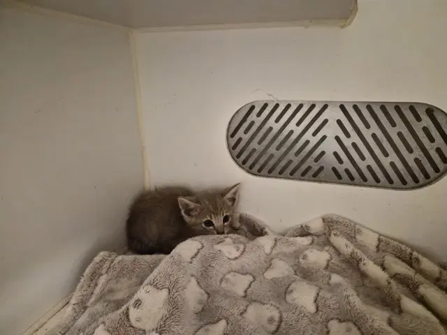 Unknown - Domestic Short Hair