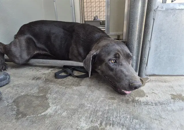 Bastian - Labrador Retriever