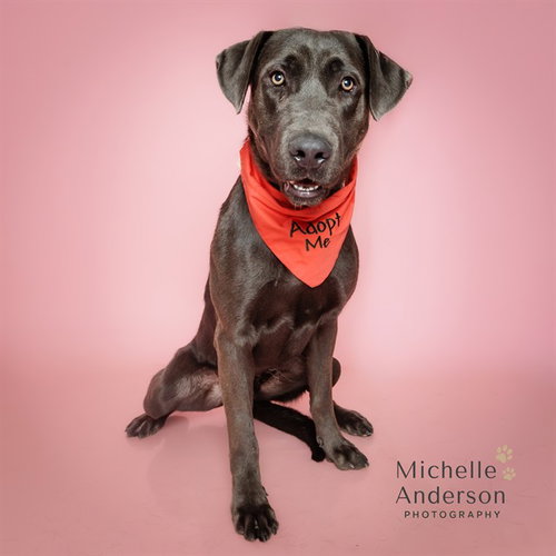 BASTIAN, a dog for adoption from Corona Animal Services