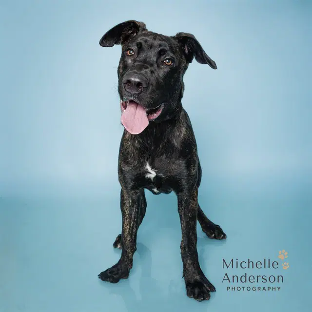 Coleman - Mastiff