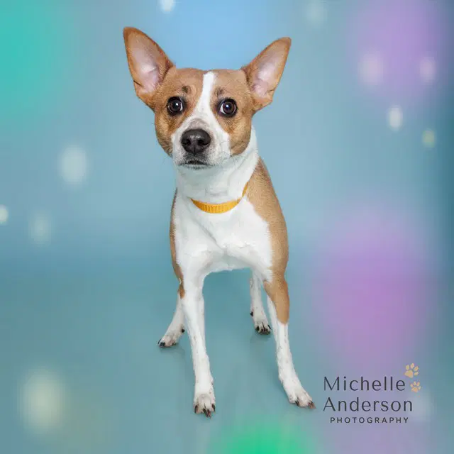 Pepper - Jack Russell Terrier (Parson Russell Terrier)