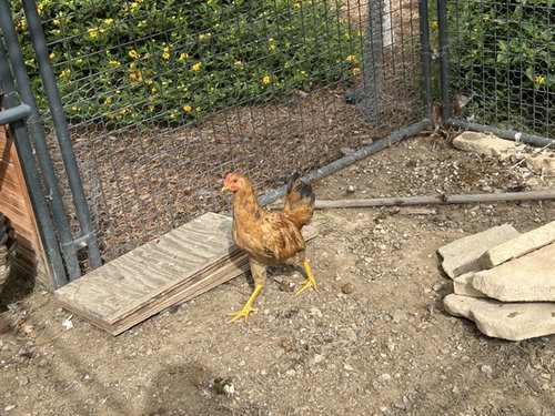 A165516, a poultry for adoption from Corona Animal Services