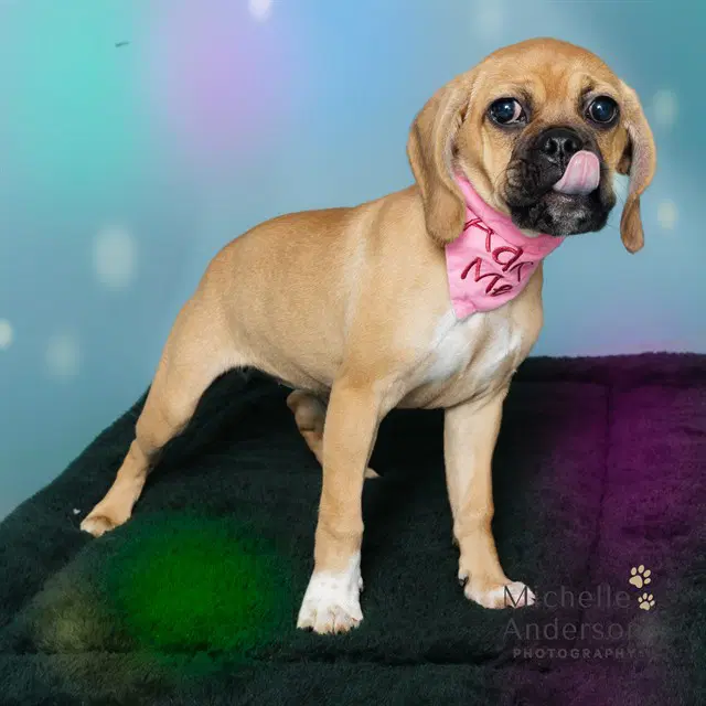 Unknown - Boxer
