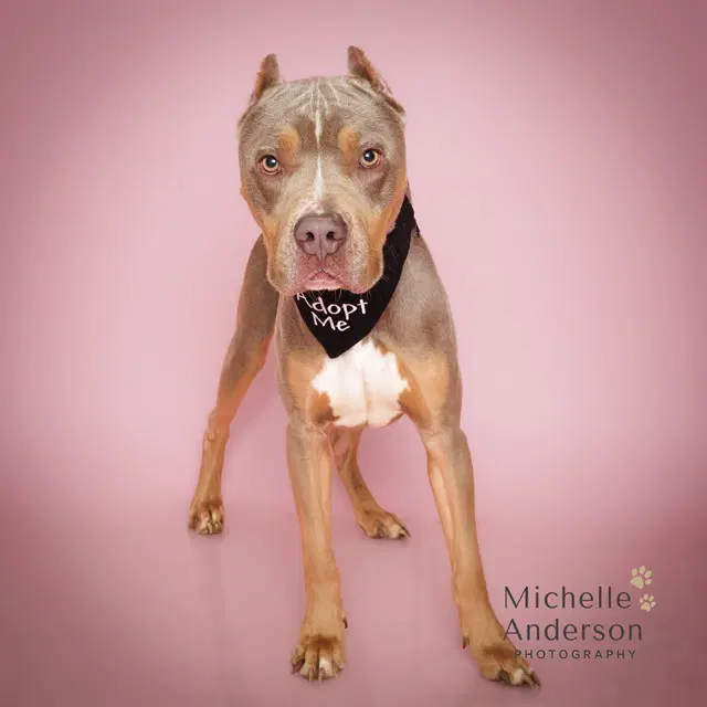 Frappe - Pit Bull Terrier