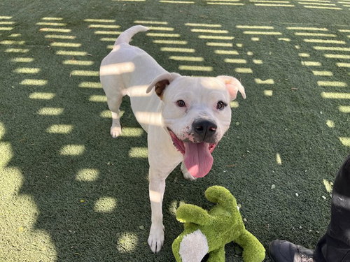 Buddy, Pit Bull Terrier (medium coat)