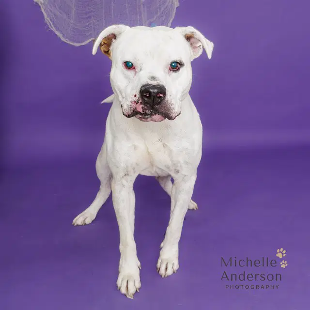 Buddy - Pit Bull Terrier
