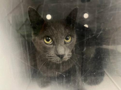 A165376, a cat for adoption from Corona Animal Services