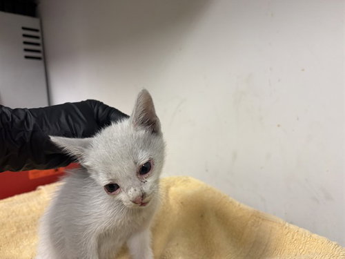 A165663, a cat for adoption from Corona Animal Services
