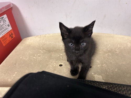 A165682, a cat for adoption from Corona Animal Services