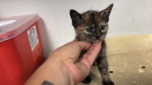 A165683, a cat for adoption from Corona Animal Services