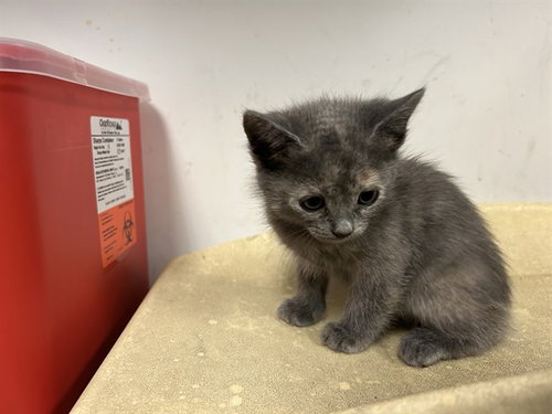 A165684, a cat for adoption from Corona Animal Services