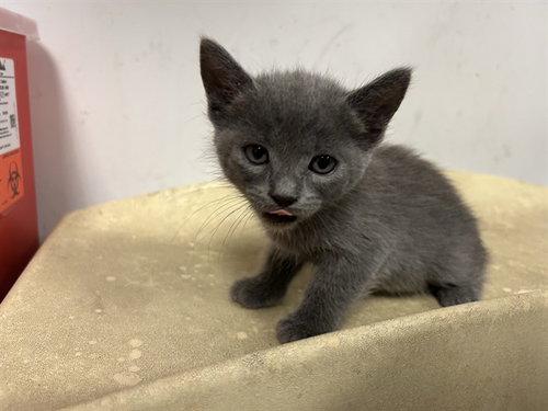 A165685, a cat for adoption from Corona Animal Services