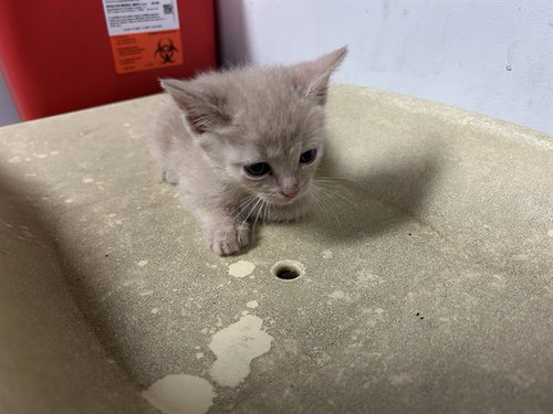 A165686, a cat for adoption from Corona Animal Services