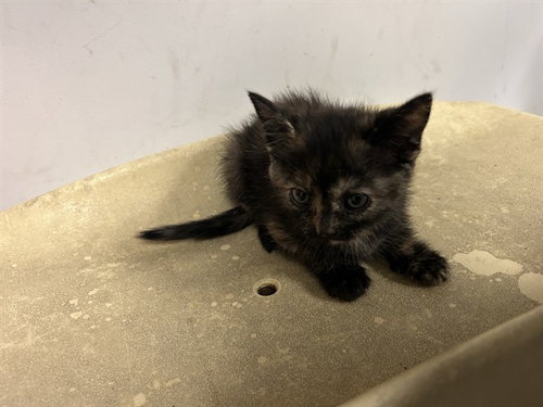 A165687, a cat for adoption from Corona Animal Services