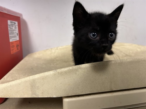 A165688, a cat for adoption from Corona Animal Services