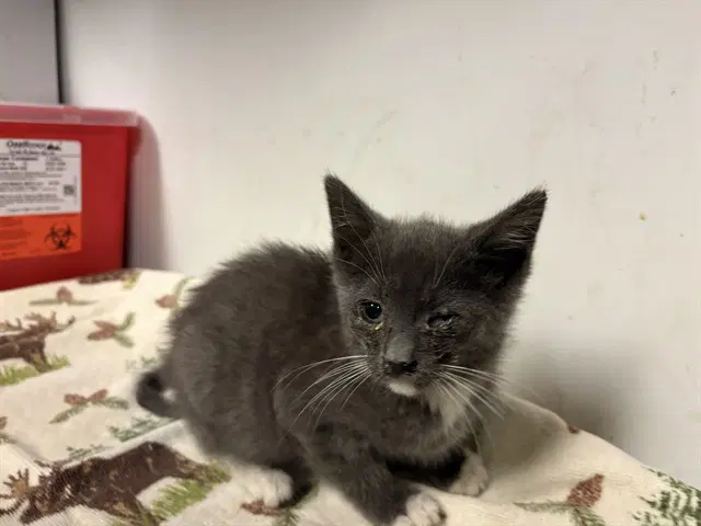 Unknown - Domestic Medium Hair