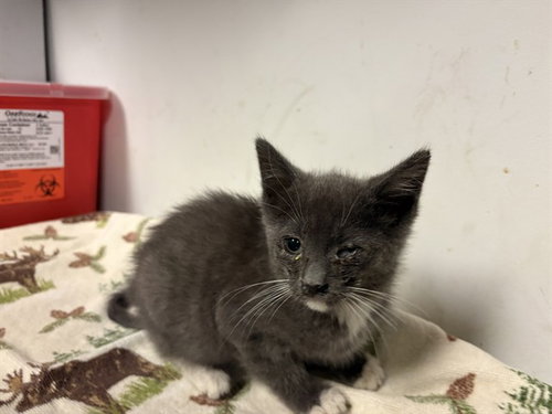 A165692, a cat for adoption from Corona Animal Services