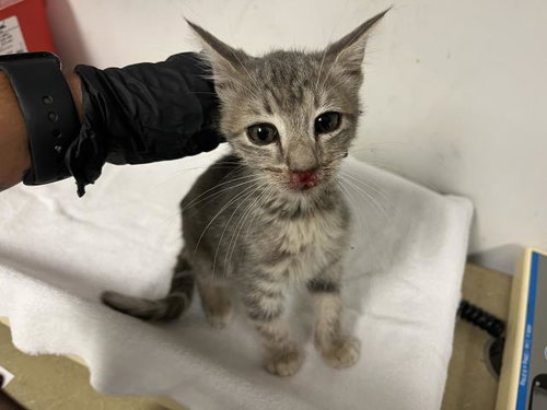 A165695, a cat for adoption from Corona Animal Services