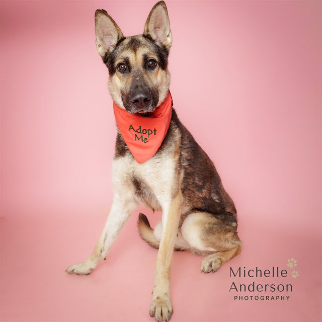 Darrio, German Shepherd Dog