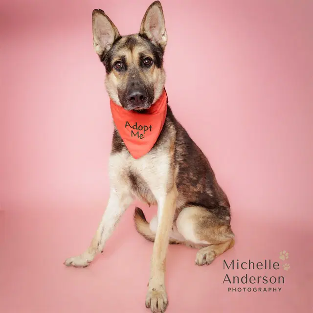 Darrio - German Shepherd Dog