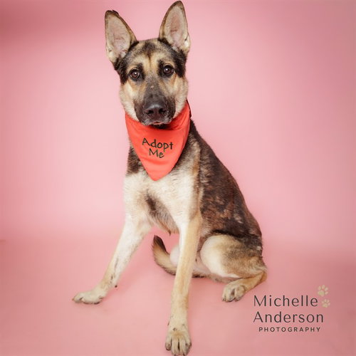 DARRIO, a dog for adoption from Corona Animal Services