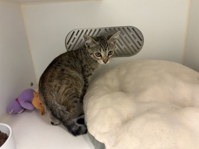 A165609, Domestic Short Hair