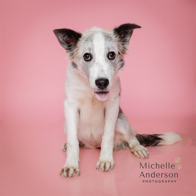 A165599, Australian Shepherd