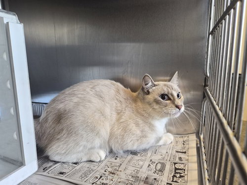 A165621, a cat for adoption from Corona Animal Services