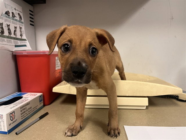 A165707, Black Mouth Cur
