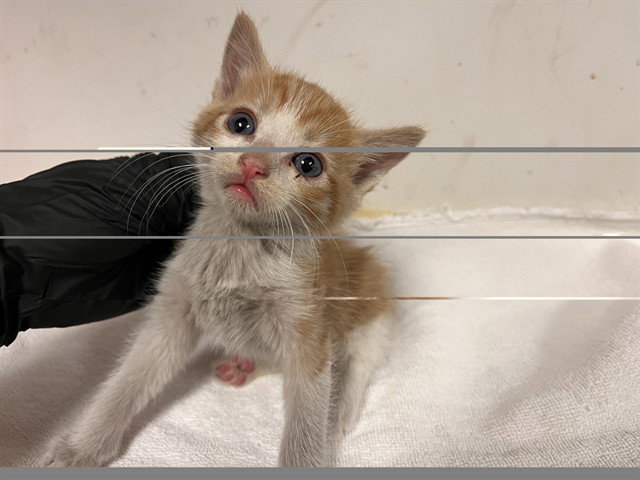 A165713, Domestic Short Hair