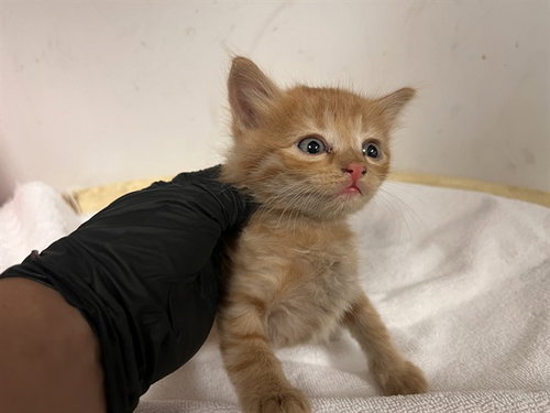 A165714, a cat for adoption from Corona Animal Services
