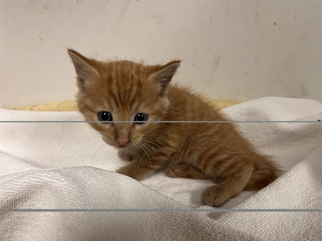 A165715, Domestic Short Hair