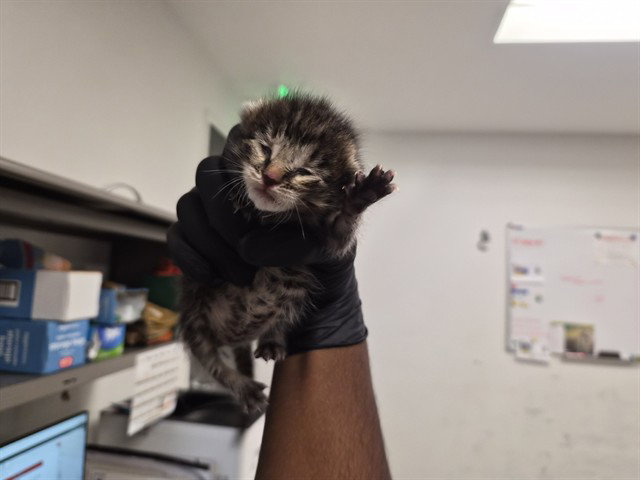 A165719, Domestic Short Hair