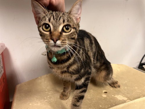 A165643, a cat for adoption from Corona Animal Services