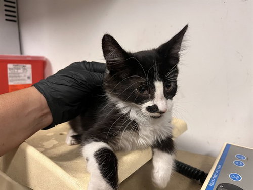 A165645, a cat for adoption from Corona Animal Services