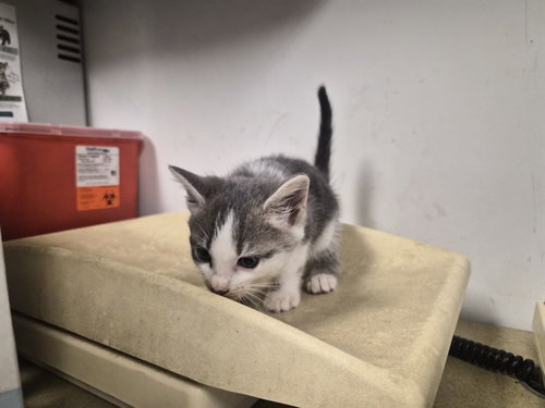 A165647, a cat for adoption from Corona Animal Services