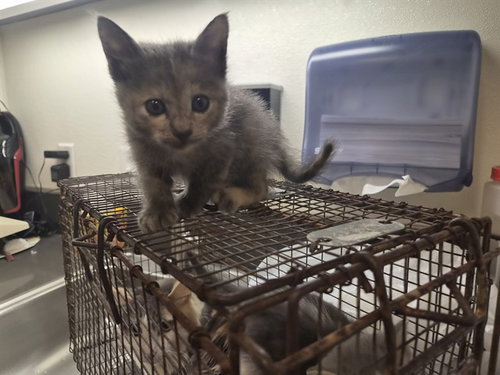 A165648, a cat for adoption from Corona Animal Services