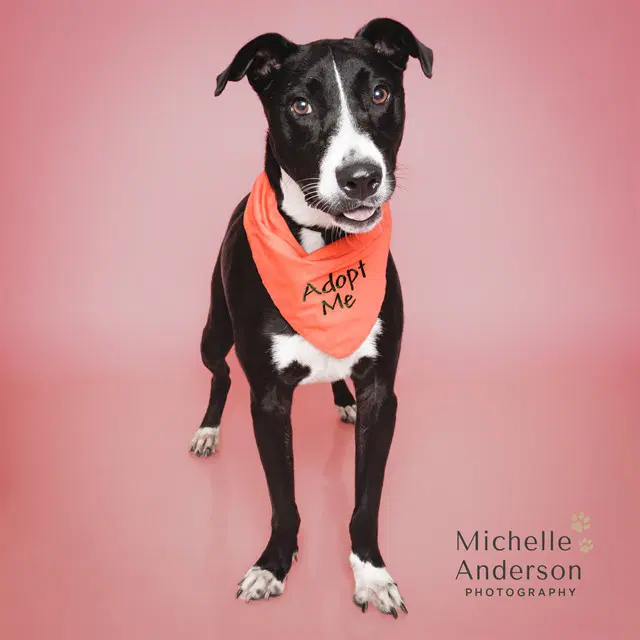 Raven - Pit Bull Terrier