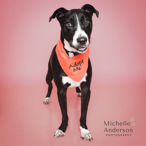 RAVEN, a dog for adoption from Corona Animal Services
