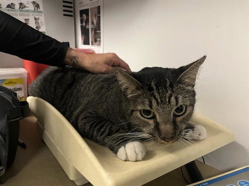 CHARLIE, a cat for adoption from Corona Animal Services