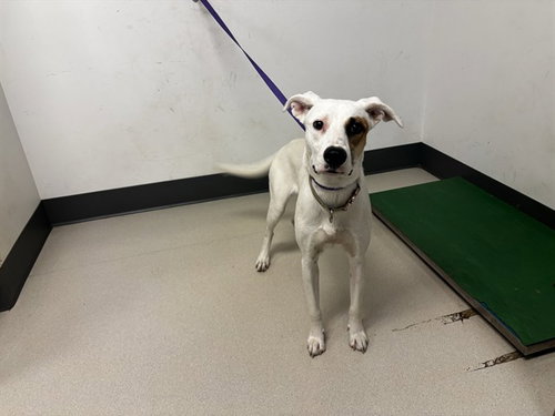 JACKIE, a dog for adoption from Corona Animal Services