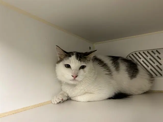 Unknown - Domestic Short Hair
