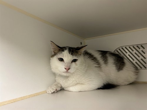 A165654, a cat for adoption from Corona Animal Services