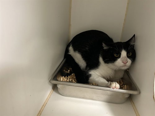 A165655, a cat for adoption from Corona Animal Services